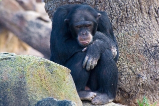 Un Hábeas Corpus para un chimpancé llegó a la Corte y volvió enseguida