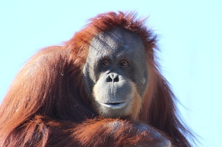 La orangutana ya tiene quien la defienda