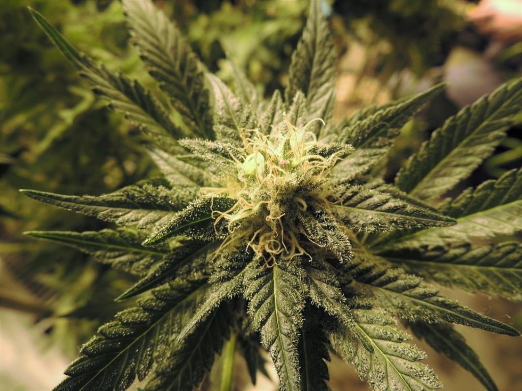 El cannabis medicinal sigue sumando adherentes 
