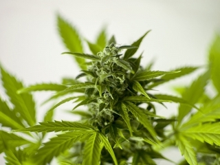 Cannabis garantizado