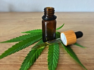 Habiliten el aceite de cannabis