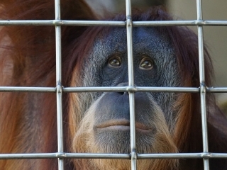 Orangutanes, como los humanos